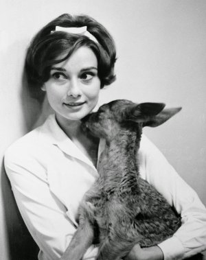 hepburn 6.jpg