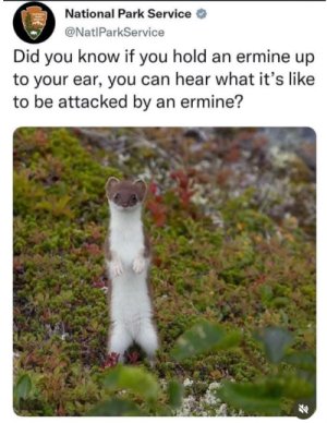 ermine.jpg