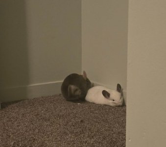 IMG_20260325_173128.jpg IMG_20260325_173128.jpg