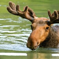 Small hard elk