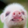 PiP