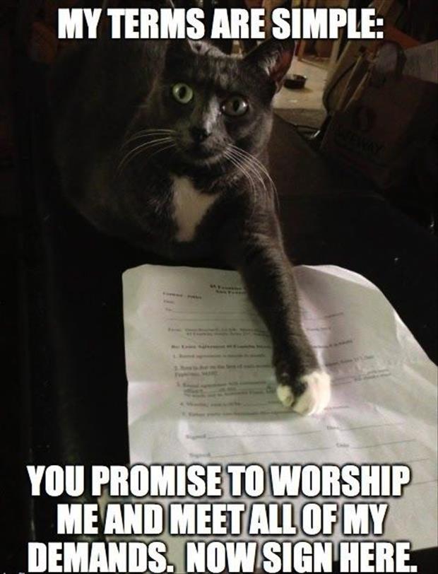 Worship-Me-Hooman.jpg