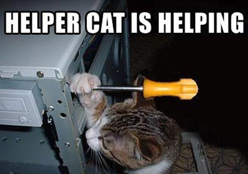 cat-helper-cat-is-helping